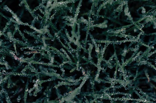 绿色物质与水滴 · 免费素材图片