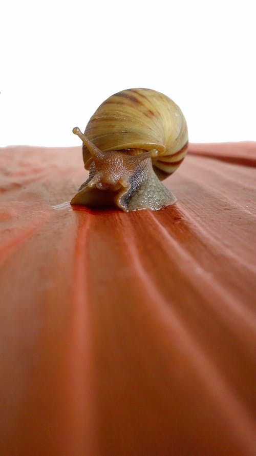红色表面上的棕色蜗牛 · 免费素材图片