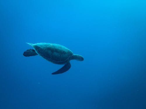 水下龟的照片 · 免费素材图片