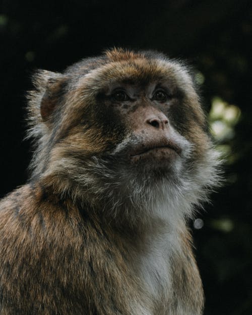 有关保存, 公园, 养护的免费素材图片