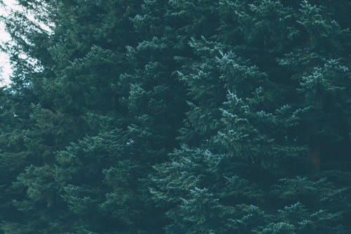 绿叶的树 · 免费素材图片