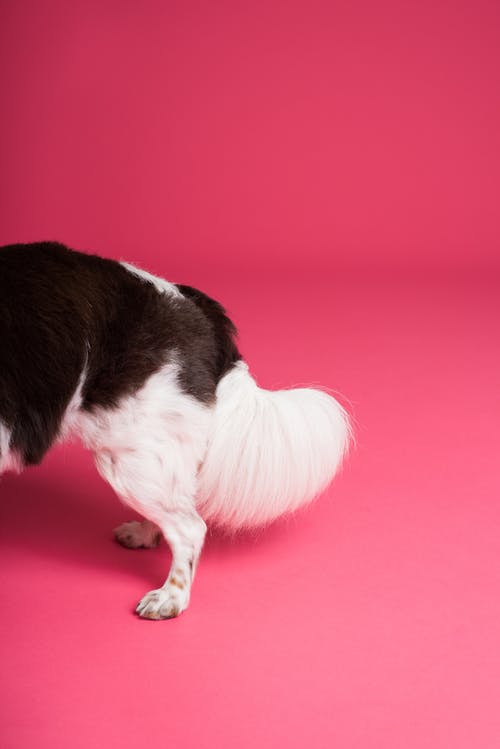 狗的尾巴 · 免费素材图片
