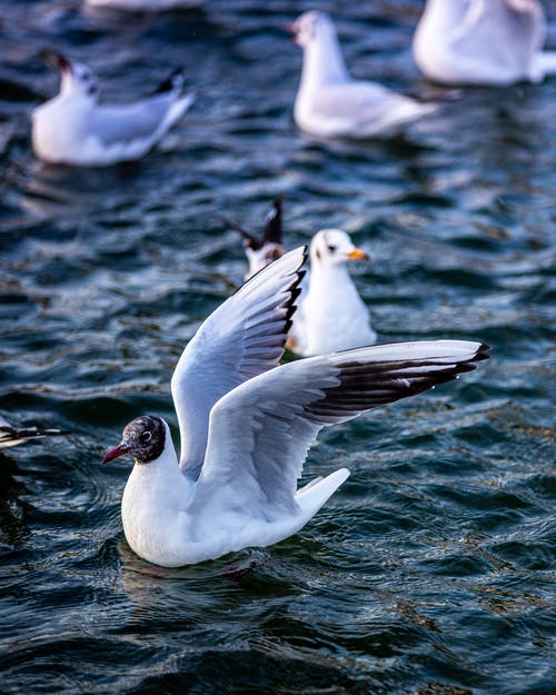 白鸭和黑鸭 · 免费素材图片