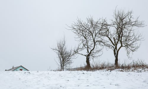有关光秃秃的树木, 冬季, 分支机构的免费素材图片