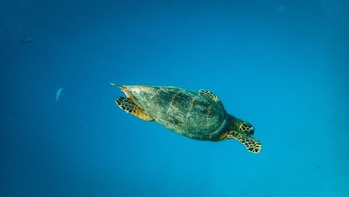 海龟照片 · 免费素材图片