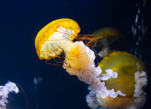 水母的特写照片 · 免费素材图片