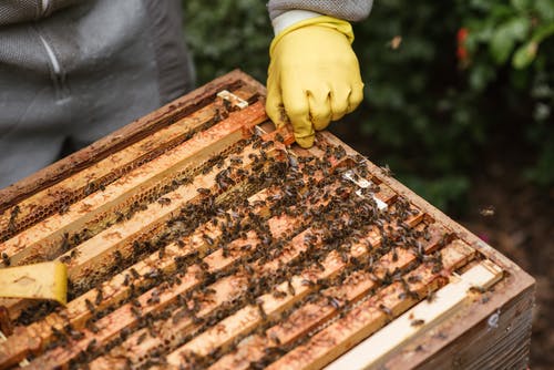 养蜂人养蜂业用蜂蜜收获蜂巢 · 免费素材图片