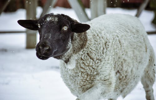 白羊和黑羊在积雪的地面上 · 免费素材图片