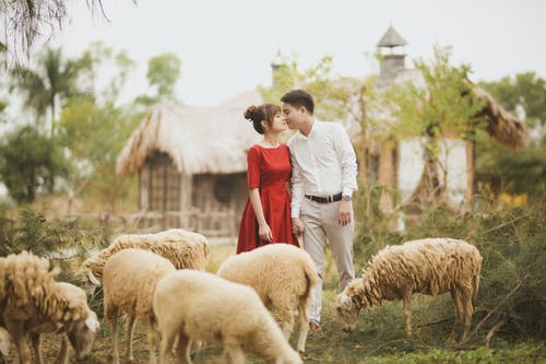 浪漫的情侣站在羊附近 · 免费素材图片