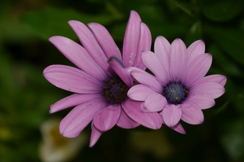 2紫色花瓣花在选择性聚焦摄影 · 免费素材图片