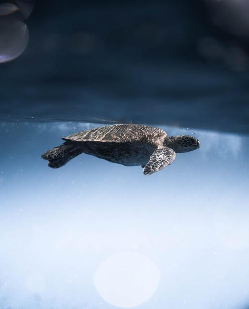 太平洋里德利海龟在海里游泳 · 免费素材图片
