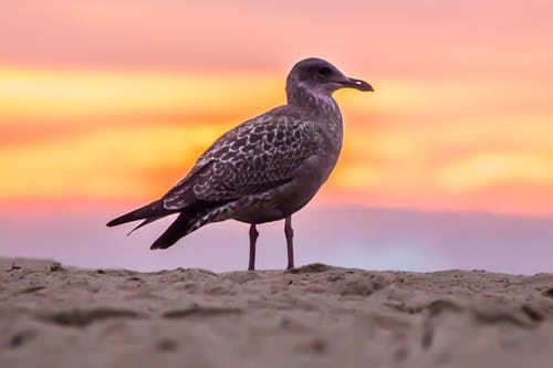 白沙滩上的灰鸟 · 免费素材图片