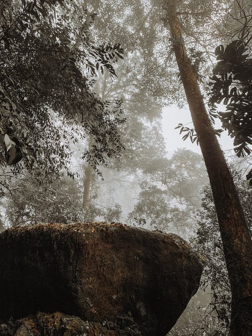 高大的树木包围的大石头 · 免费素材图片