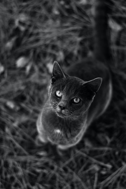在草地上主演黑猫 · 免费素材图片
