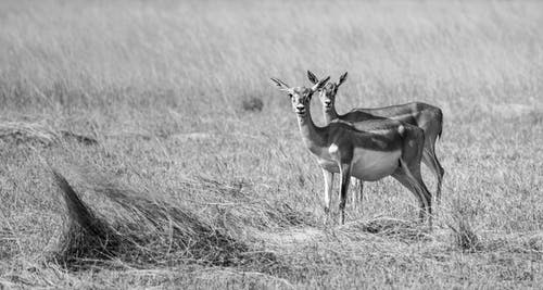 鹿在草地上的灰度照片 · 免费素材图片