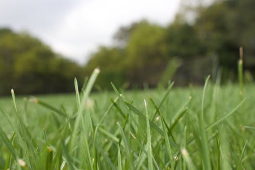 绿草地 · 免费素材图片