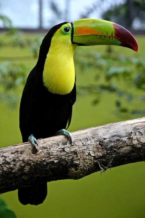 黑色和绿色巨嘴鸟在树枝上 · 免费素材图片