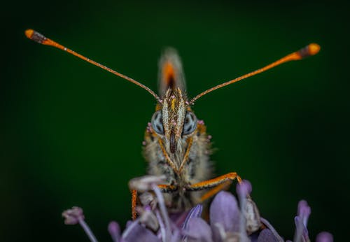 灰色和橙色昆虫的浅焦点照片 · 免费素材图片