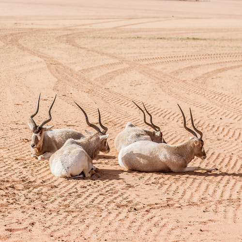 棕砂上的三个羚羊 · 免费素材图片