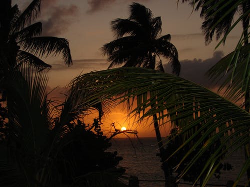 日落时除了水体外的coconut Tree · 免费素材图片