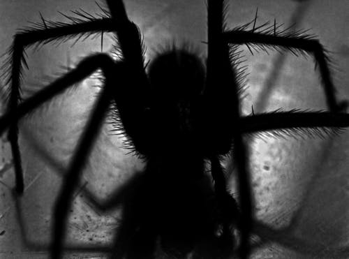 黑蜘蛛 · 免费素材图片