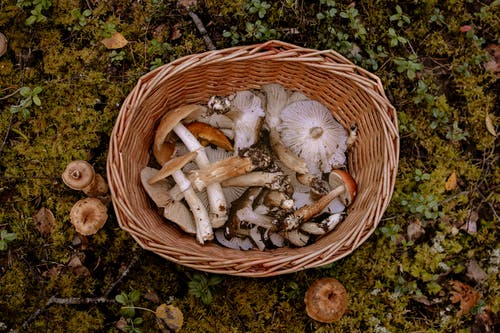 棕色和白色蘑菇在布朗编织篮子 · 免费素材图片