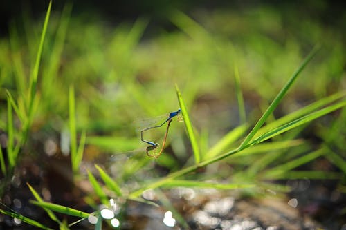 移轴镜头摄影的绿色植物上的蓝色昆虫 · 免费素材图片