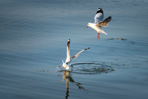 平静的水面上的鸟 · 免费素材图片