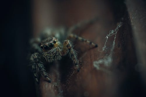 棕色和棕色木制表面上的黑色蜘蛛 · 免费素材图片