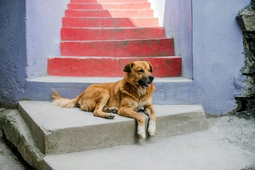 可爱的小狗，在大街上五颜六色的楼梯上休息 · 免费素材图片