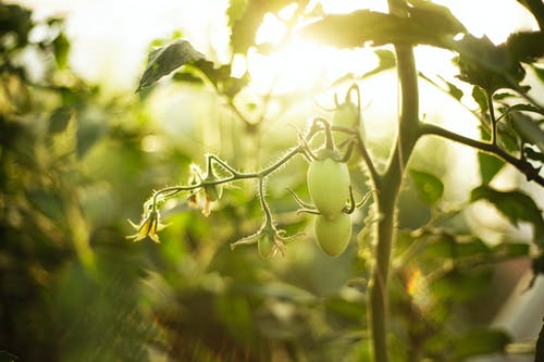 绿色番茄水果 · 免费素材图片