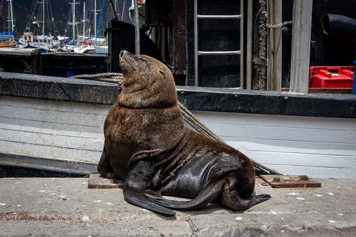 棕色海豹躺在地上 · 免费素材图片