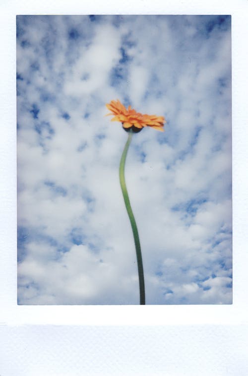 蓝蓝的天空下的黄色花 · 免费素材图片