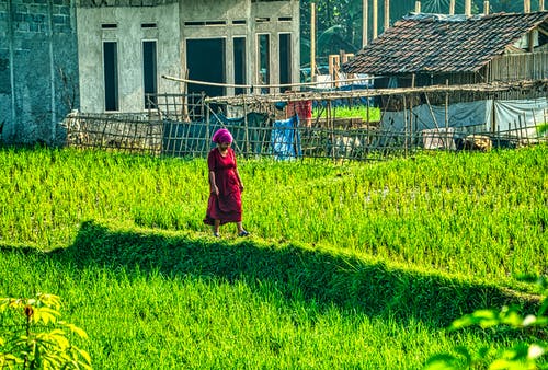 有关人, 印尼, 增长的免费素材图片