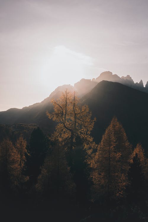 树木免受阳光的照片 · 免费素材图片