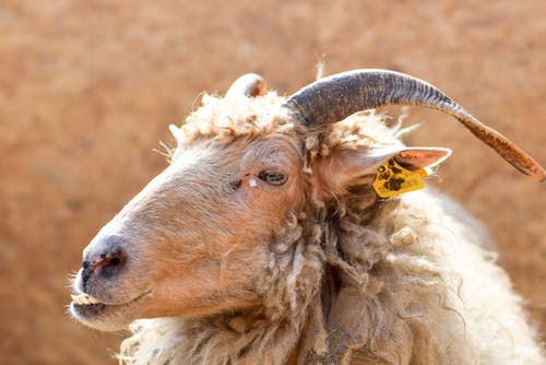 棕色羊耳朵上有黄色标签 · 免费素材图片