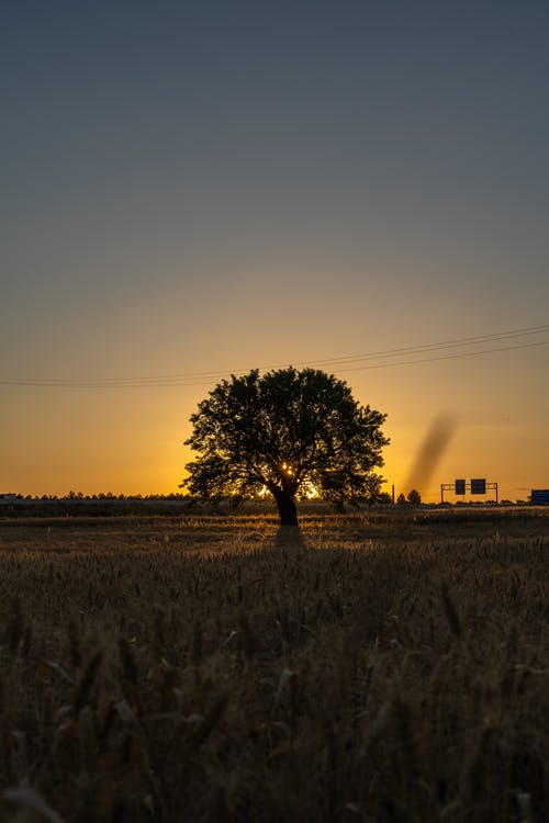 有关剪影, 反对光明, 天性的免费素材图片