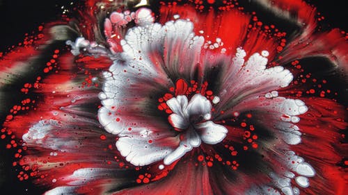 红色和白色的花的照片 · 免费素材图片