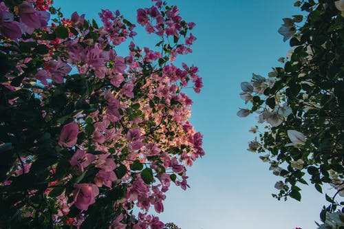 蓝蓝的天空下的粉红色花朵 · 免费素材图片