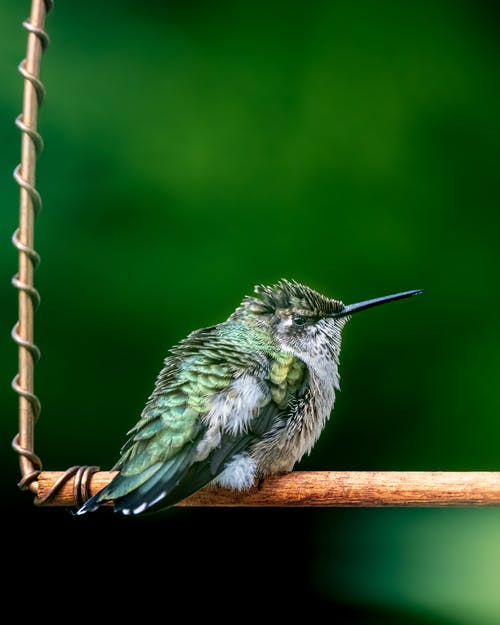 有关colibri, 冷静, 分公司的免费素材图片