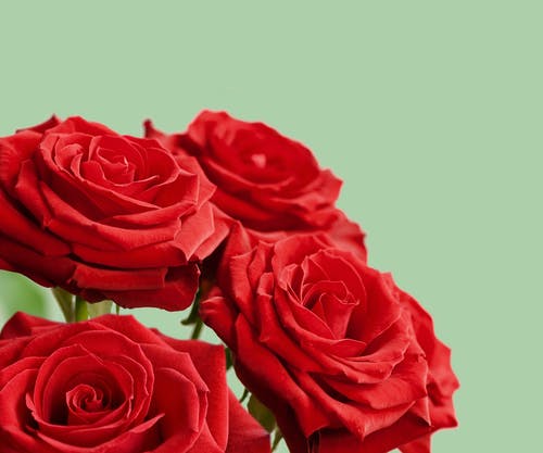 红玫瑰鲜花 · 免费素材图片