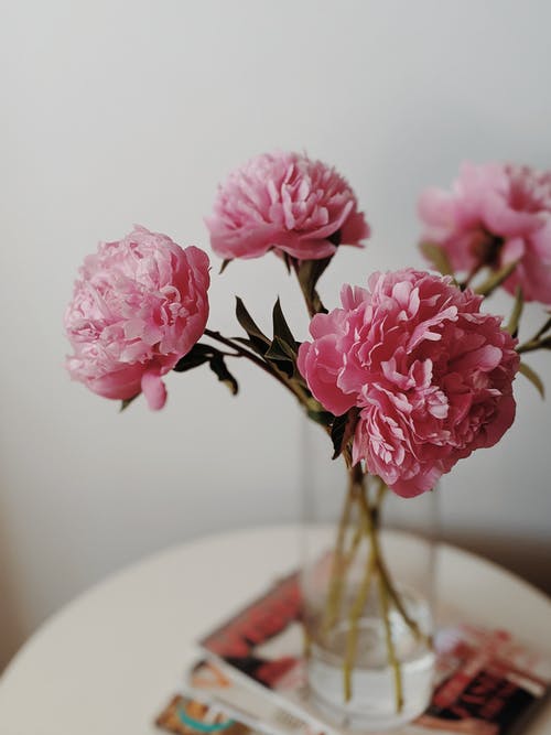 透明玻璃花瓶中的粉红色花朵 · 免费素材图片
