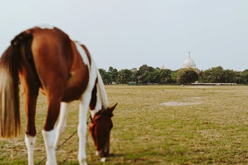 有关动物, 品种, 哺乳动物的免费素材图片
