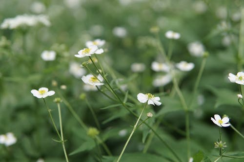 白色花瓣花 · 免费素材图片