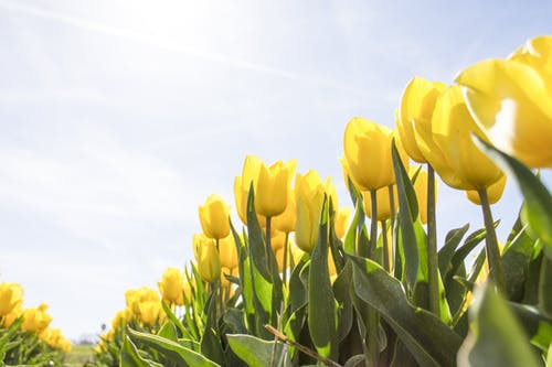 白天的黄色郁金香花田 · 免费素材图片