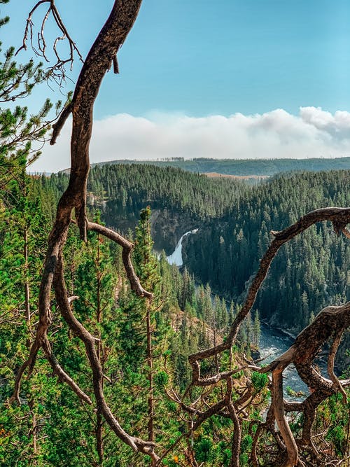 有关冷杉, 冷静, 分公司的免费素材图片