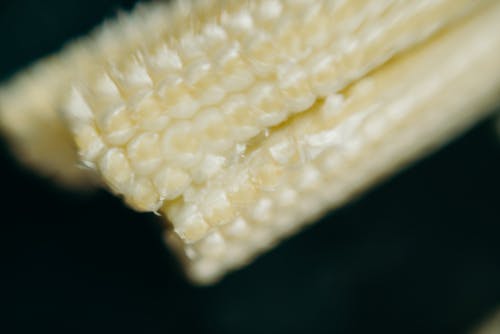 黄玉米在关闭摄影 · 免费素材图片