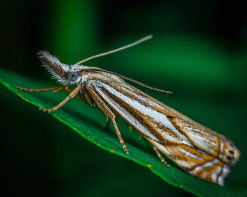 棕色和白色的蛾，在绿色的叶子，在关闭了摄影 · 免费素材图片