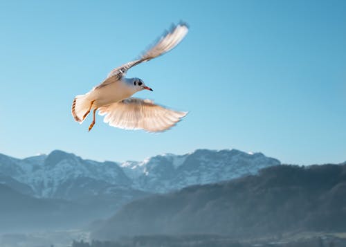 空中的白色和棕色鸟 · 免费素材图片