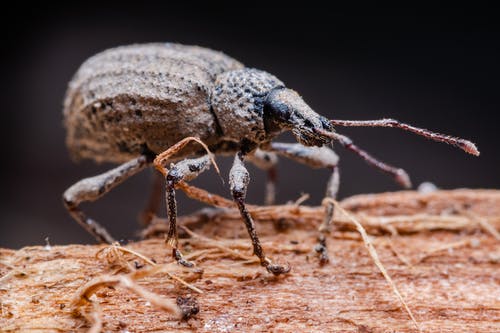 棕虫 · 免费素材图片